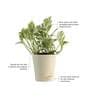 Money N-Joy Natural Plant In White Self Watering Plastic Pot