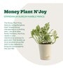Money N-Joy Natural Plant In White Self Watering Plastic Pot