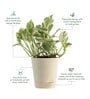 Money N-Joy Natural Plant In White Self Watering Plastic Pot