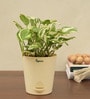 Money N-Joy Natural Plant In White Self Watering Plastic Pot
