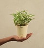 Money N-Joy Natural Plant In White Self Watering Plastic Pot