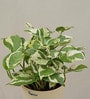 Money N-Joy Natural Plant In White Self Watering Plastic Pot