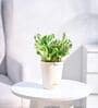 Money N-Joy Natural Plant In White Self Watering Plastic Pot