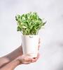 Money N-Joy Natural Plant In White Self Watering Plastic Pot
