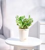 Money N-Joy Natural Plant In White Self Watering Plastic Pot