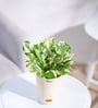 Money N-Joy Natural Plant In White Self Watering Plastic Pot