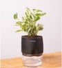 Money Ninchjoy Plant With  Self Watering Pot-Black