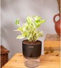 Money Ninchjoy Plant With  Self Watering Pot-Black