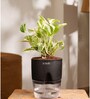 Money Ninchjoy Plant With  Self Watering Pot-Black