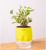 Money Ninchjoy Plant With  Self Watering Pot-Yellow