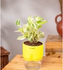 Money Ninchjoy Plant With  Self Watering Pot-Yellow