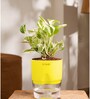 Money Ninchjoy Plant With  Self Watering Pot-Yellow