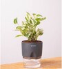 Money Ninchjoy Plant With  Pot-Grey