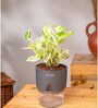 Money Ninchjoy Plant With  Pot-Grey