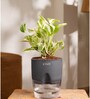 Money Ninchjoy Plant With  Pot-Grey