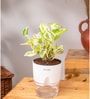 Money Ninchjoy Plant With  Self Watering Pot-White