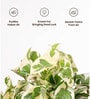 Money Ninchjoy Plant With  Self Watering Pot-White