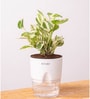 Money Ninchjoy Plant With  Self Watering Pot-White