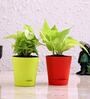 Money Natural Plant & Syngonium Natural Plant Combo in Self Watering Ceramic Pots
