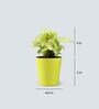 Money Natural Plant & Syngonium Natural Plant Combo in Self Watering Ceramic Pots