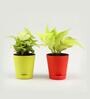 Money Natural Plant & Syngonium Natural Plant Combo in Self Watering Ceramic Pots