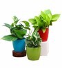 Money Aesthetic Natural Plant