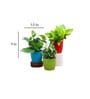 Money Aesthetic Natural Plant