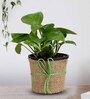 Money Natural Plant in Black Pot