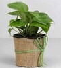 Money Natural Plant in Black Pot