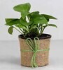 Money Natural Plant in Black Pot