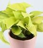 Money Natural Plant In Glass Ceramic planter With Bow