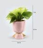 Money Natural Plant In Glass Ceramic planter With Bow