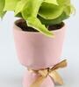 Money Natural Plant In Glass Ceramic planter With Bow