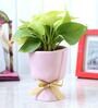 Money Natural Plant In Glass Ceramic planter With Bow
