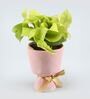 Money Natural Plant In Glass Ceramic planter With Bow