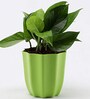 Money Natural Plant in Green Pot