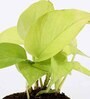 Money Natural Plant in Green Pot