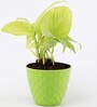 Money Natural Plant in Green Pot