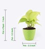 Money Natural Plant in Green Pot