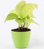 Money Natural Plant in Green Pot