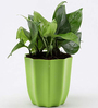 Money Natural Plant in Green Pot