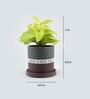 Money Natural Plant In Have A Nice Day Purple Plate Ceramic Pot