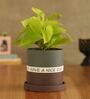 Money Natural Plant In Have A Nice Day Purple Plate Ceramic Pot