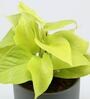Money Natural Plant In Have A Nice Day Purple Plate Ceramic Pot