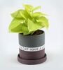 Money Natural Plant In Have A Nice Day Purple Plate Ceramic Pot