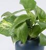Money Natural Plant In Round Ceramic planter