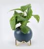 Money Natural Plant In Round Ceramic planter
