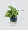 Money Natural Plant In Round Ceramic planter