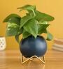 Money Natural Plant In Round Ceramic planter