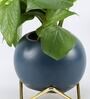 Money Natural Plant In Round Ceramic planter